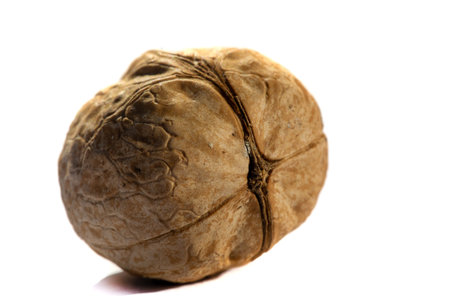 Walnut. Walnut is a stimulant, but too much caffeine is a depressant.の写真素材