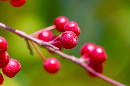 Malus baccata is an Asian apple tree known collectively as Siberian crab and is used to grow bonsai....