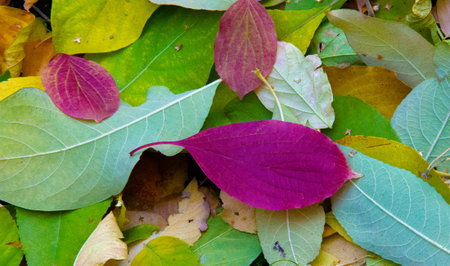 Autumn photography, leaves in the fall, At this time of the year the trees seem to come to life,...