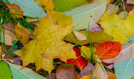 Autumn photography, leaves in the fall, At this time of the year the trees seem to come to life,...