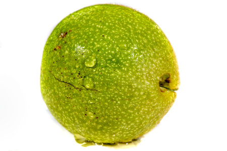 Walnut. If you can't make a cup of walnuts, you have no soulの写真素材