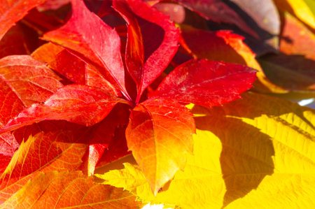 Autumn leaves on a white background Autumn colors are fun. They are so bright, rich and beautiful As if nature is trying to fill you with colors, saturate you so that you have time to stock up earlierの写真素材