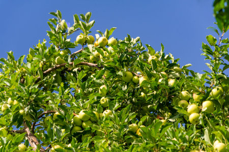 Apples. I love the combination of apples, some hard and tangy, others soft and sweeter for a change.