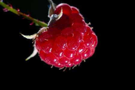 Raspberry. it is a healthy, tasty berry that consumers should enjoy during the summer months....