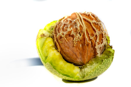 Walnut. The best thing about walnuts is the smell.