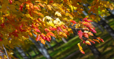 Autumn leaves on the branches of trees. The heart of autumn must have broken here and poured its...
