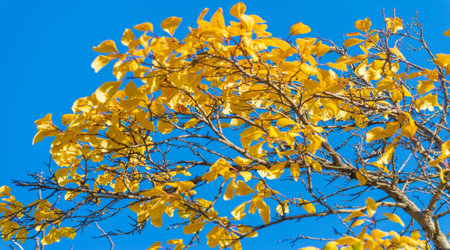 Autumn leaves on the branches of trees. Autumn leaves fall filling the streets; golden colors on the...