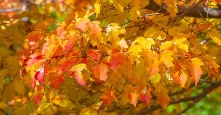 Autumn leaves on the branches of trees. When everything looks like a magical oil painting, you know...