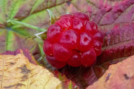 Raspberry. it is a healthy, tasty berry that consumers should enjoy during the summer months....