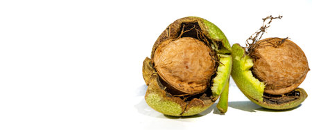 Walnut. The best thing about walnuts is the smell.
