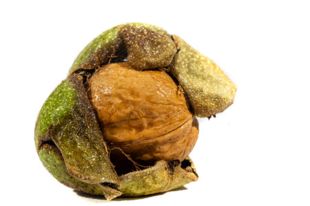 Walnut. The best thing about walnuts is the smell.