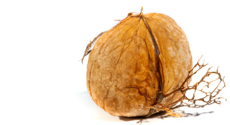 Walnut. The best thing about walnuts is the smell.の写真素材