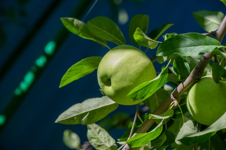 Apples. I love the combination of apples, some hard and tangy, others soft and sweeter for a change. Whatever you do, don't spice up the cake! Cinnamon and nutmeg have no place in a French pie.の写真素材