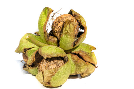 Walnut. The best thing about walnuts is the smell.