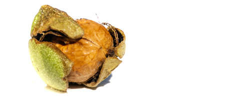 Walnut. The best thing about walnuts is the smell.