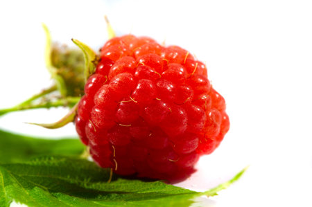Raspberry. it is a healthy, tasty berry that consumers should enjoy during the summer months. Raspberries are a powerful source of nutrients including vitamin C, manganese,の写真素材