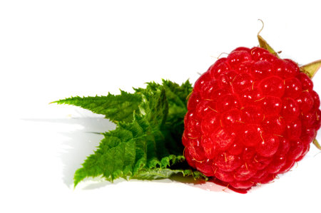 Raspberry. it is a healthy, tasty berry that consumers should enjoy during the summer months. Raspberries are a powerful source of nutrients including vitamin C, manganese,の写真素材