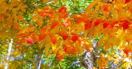 Autumn leaves on the branches of trees. When everything looks like a magical oil painting, you know it's autumn!の写真素材
