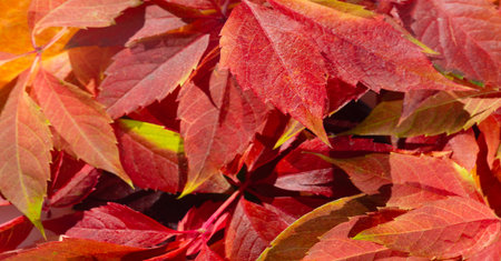 Autumn leaves on a white background. Anyone who thinks fallen leaves are dead has never seen them...