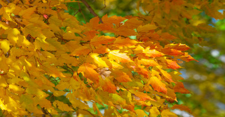 Autumn leaves on the branches of trees. A falling leaf, speaking of the death of autumn, in a more...