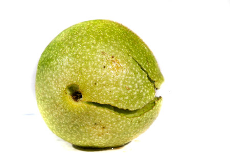 Walnut. The best thing about walnuts is the smell.