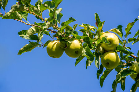 Apples. the orchard smelled of wet wood and ripe fruit. It was a strong, dizzying aroma, and nothing else could compare to it.の写真素材