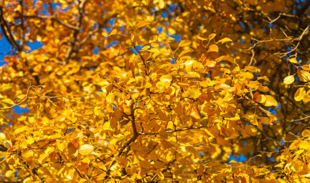 Autumn leaves on the branches of trees. A falling leaf, speaking of the death of autumn, in a more...
