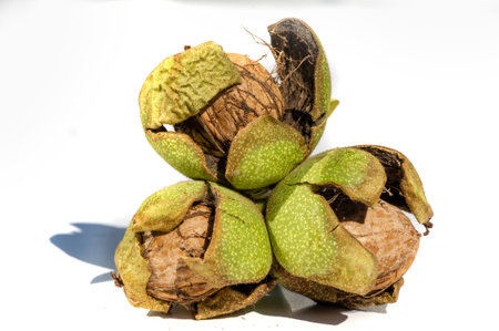 Walnut. For me, love is like walnuts. It should be taken regularly and in small amounts.