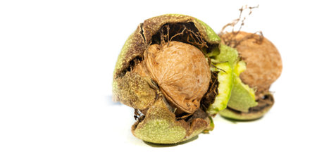 Walnut. For me, love is like walnuts. It should be taken regularly and in small amounts.