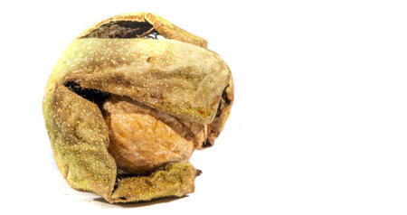 Walnut. For me, love is like walnuts. It should be taken regularly and in small amounts.の写真素材