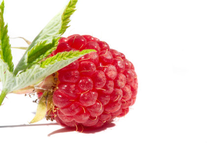 Raspberry is juicy and perfect for your most fruity mood. Give some joy to your table. Surprisingly...