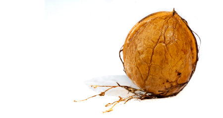 Walnut. For me, love is like walnuts. It should be taken regularly and in small amounts.