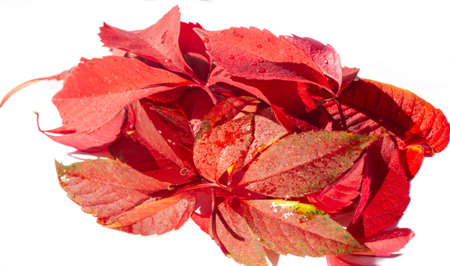 Autumn leaves on a white background. Autumn is the hardest time of the year. All the leaves fall and they fall like they fall in love with the groundの写真素材