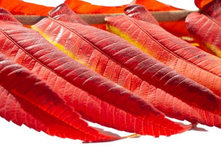 Autumn leaves on a white background Autumn colors are fun. They are so bright, rich and beautiful As...