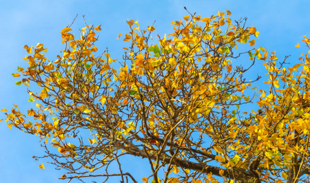 Autumn leaves on the branches of trees. Autumn leaves fall like gold, like a rainbow, as the winds...