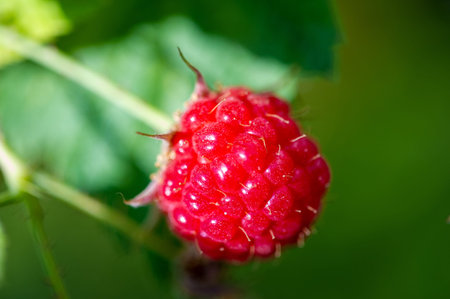 Raspberries. Wild red raspberries produce small, tart red berries. They are delicious fresh but also...
