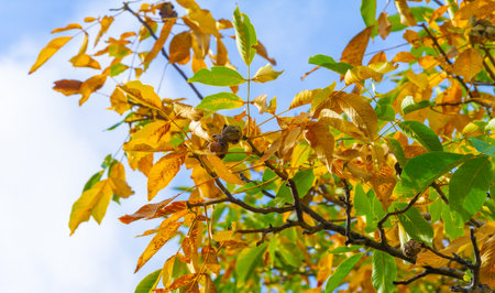 Autumn leaves on the branches of trees. Autumn leaves fall like gold, like a rainbow, as the winds of change begin to blow, ignoring the later days of September.の写真素材