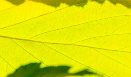 Autumn leaves on the branches of trees. The heart of autumn must have broken here and poured its treasure on the leaves.の写真素材