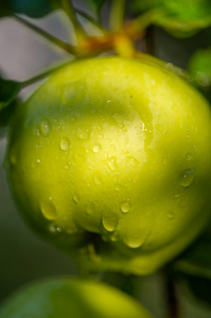 Apples. In fact, the trees are weighed down with green apples, yellow spotted pears and crabapples, pink and goldの写真素材