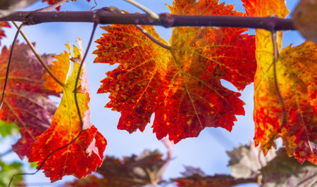 Autumn red leaves on the vine. There is something incredibly nostalgic and meaningful about the annual fall leaf cascade.の写真素材