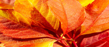 Autumn leaves on a white background. Autumn is the hardest time of the year. All the leaves fall and...