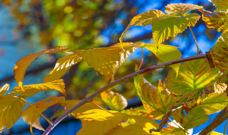 Autumn leaves on the branches of trees. Autumn is the hardest time of the year. All the leaves fall...