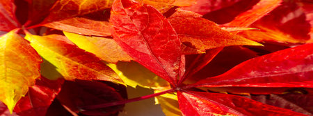 Autumn leaves on a white background. Love the trees until the leaves fall off and then invite them to try again next year. Sweater weather is better togetherの写真素材