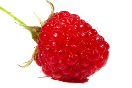Raspberries. Wild red raspberries produce small, tart red berries. They are delicious fresh but also...