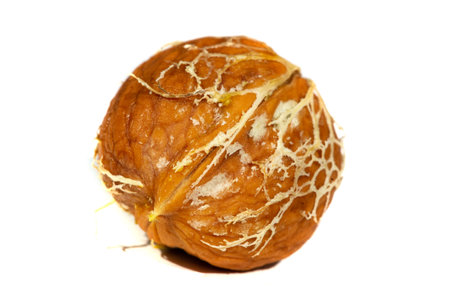 Walnut. For me, love is like walnuts. It should be taken regularly and in small amounts.の写真素材