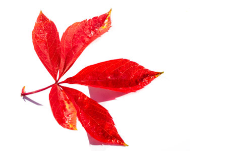 Autumn leaves on a white background. Each leaf speaks to me of bliss, fluttering on the autumn tree....