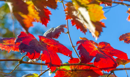 Autumn red leaves on the vine. There is something incredibly nostalgic and meaningful about the annual fall leaf cascade.の写真素材