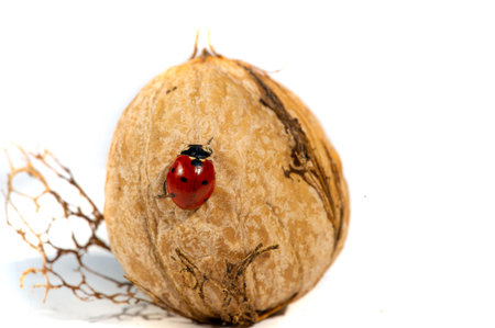 Walnut. I can eat black walnut all the time, it's not the taste of the week!の写真素材