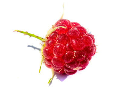 Raspberries. Wild red raspberries produce small, tart red berries. They are delicious fresh but also add flavor to jams or desserts.の写真素材
