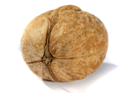 Walnut.
